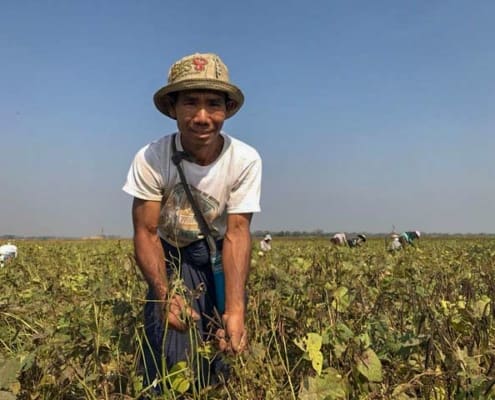 Myanmar mungbean farmer